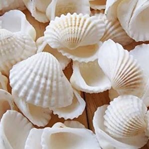 500 mix seashells